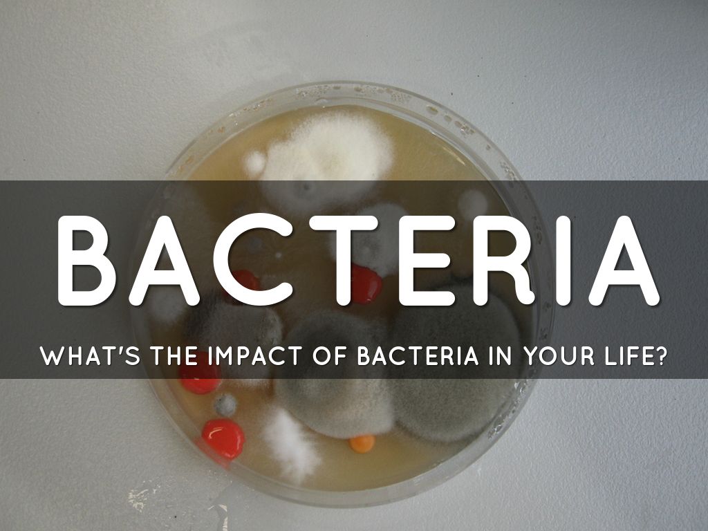 Bacteria, Fungi, and Algae