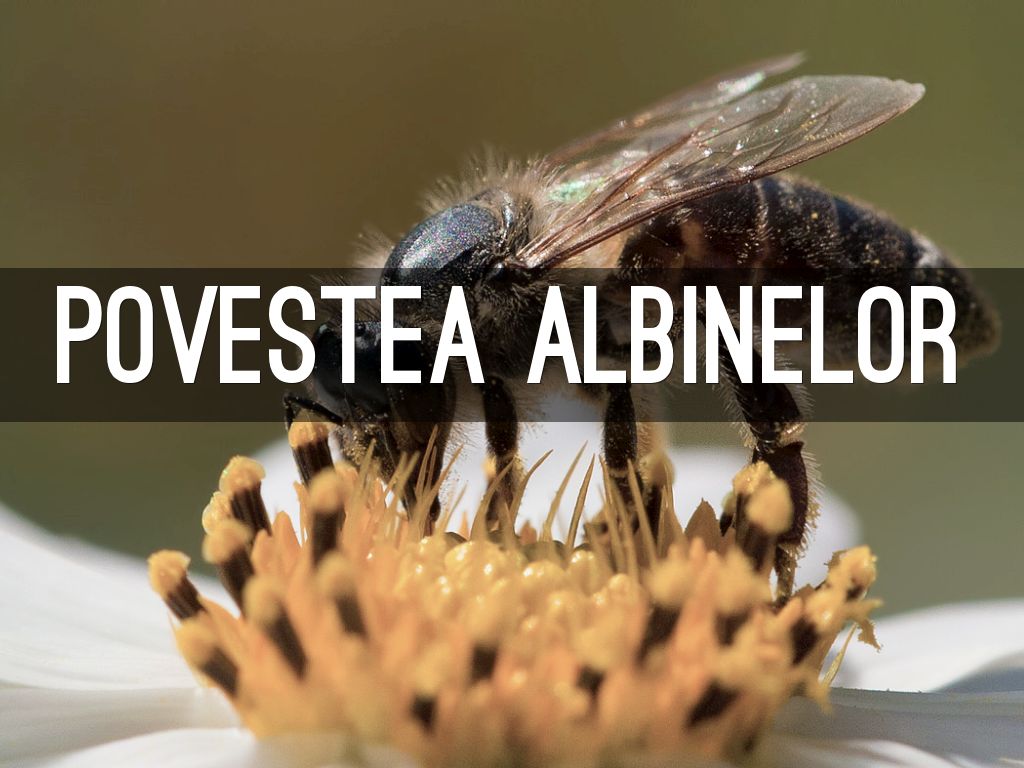 Povestea albinelor