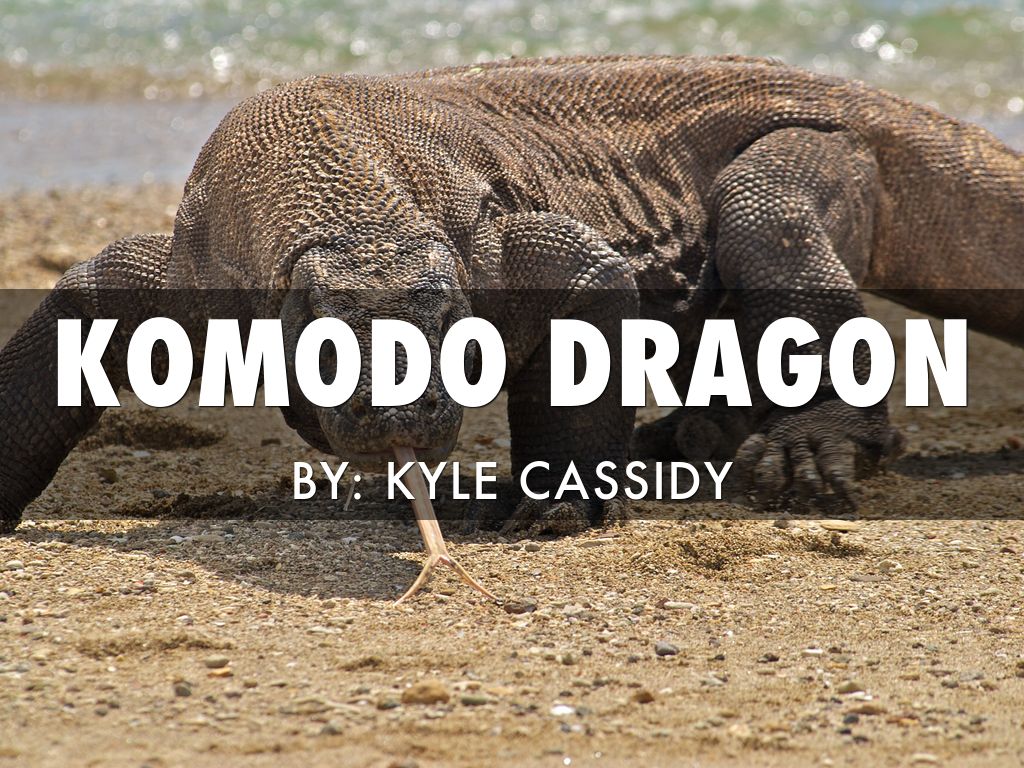 Komodo Dragon