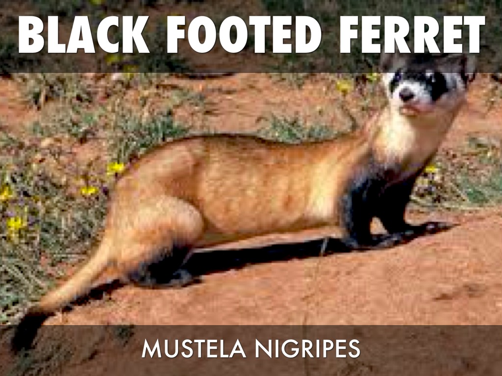 The Black Footed Ferret