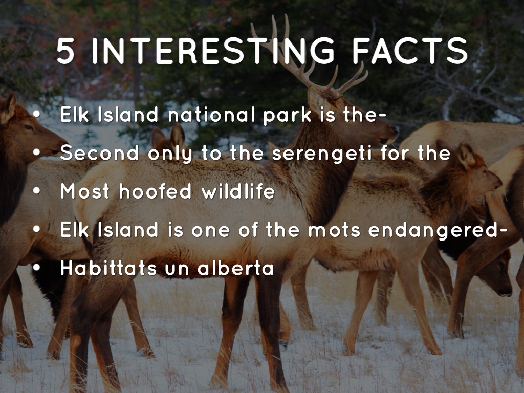 AbbeyElk Island by westlockipads