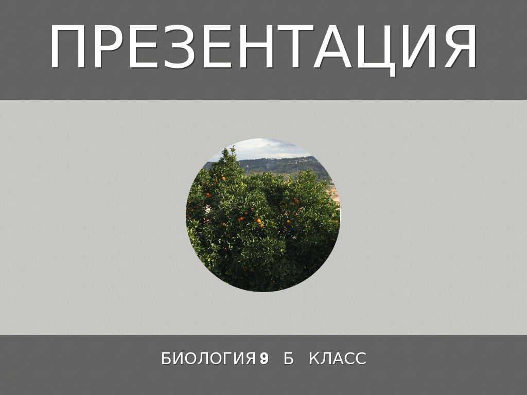 Презентация 