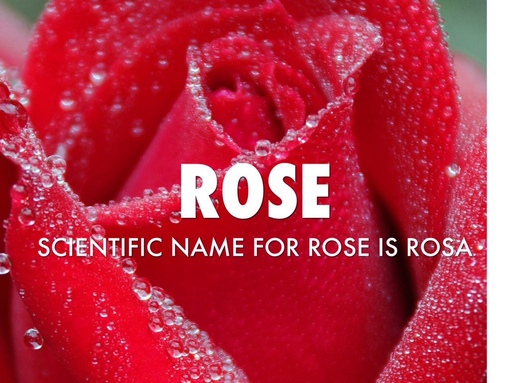 Kingdoms by Kelli Matias