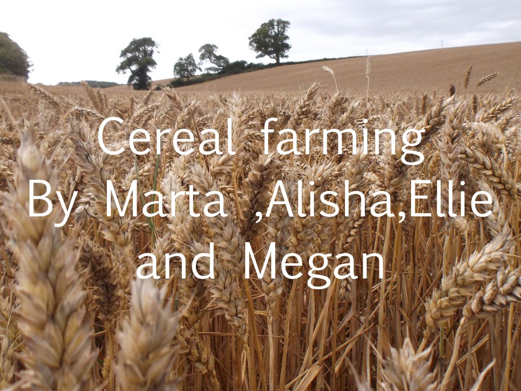 Cereal (Farming)