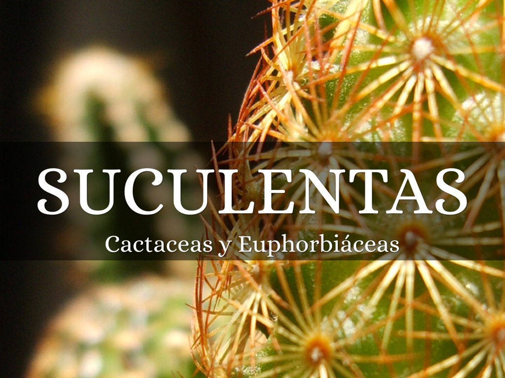 Suculentas