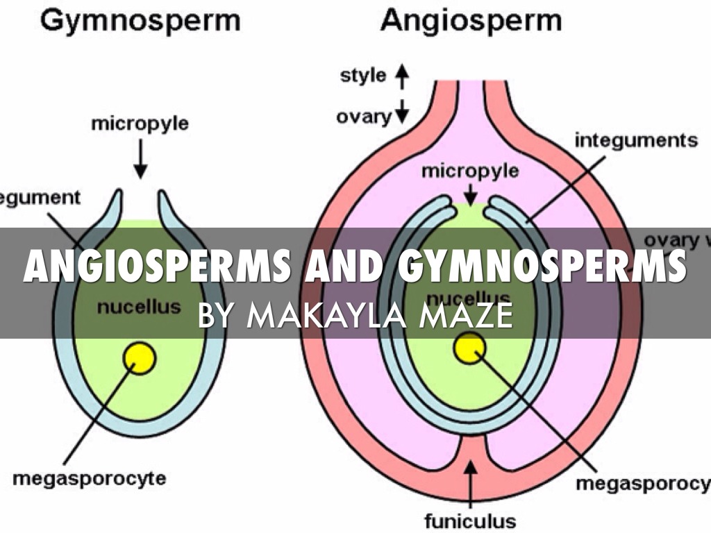 Angiosperms and Gymnosperms