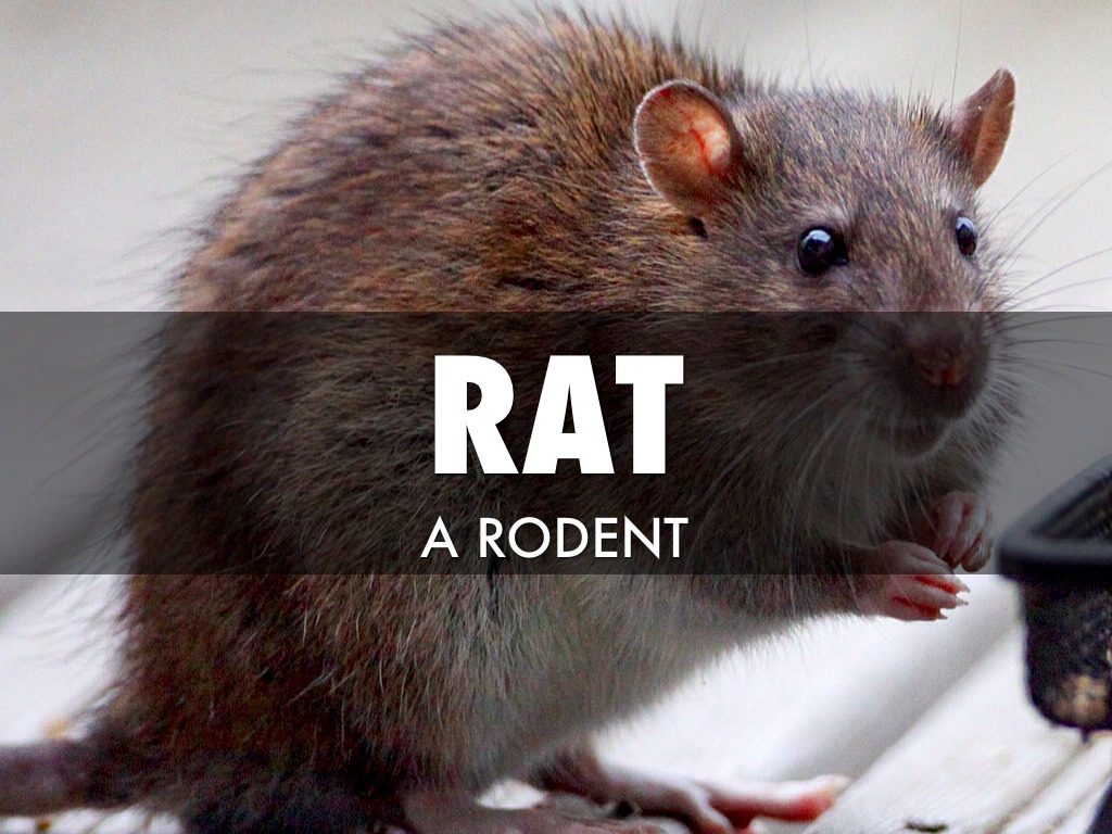 Fourth Grade Rattts!