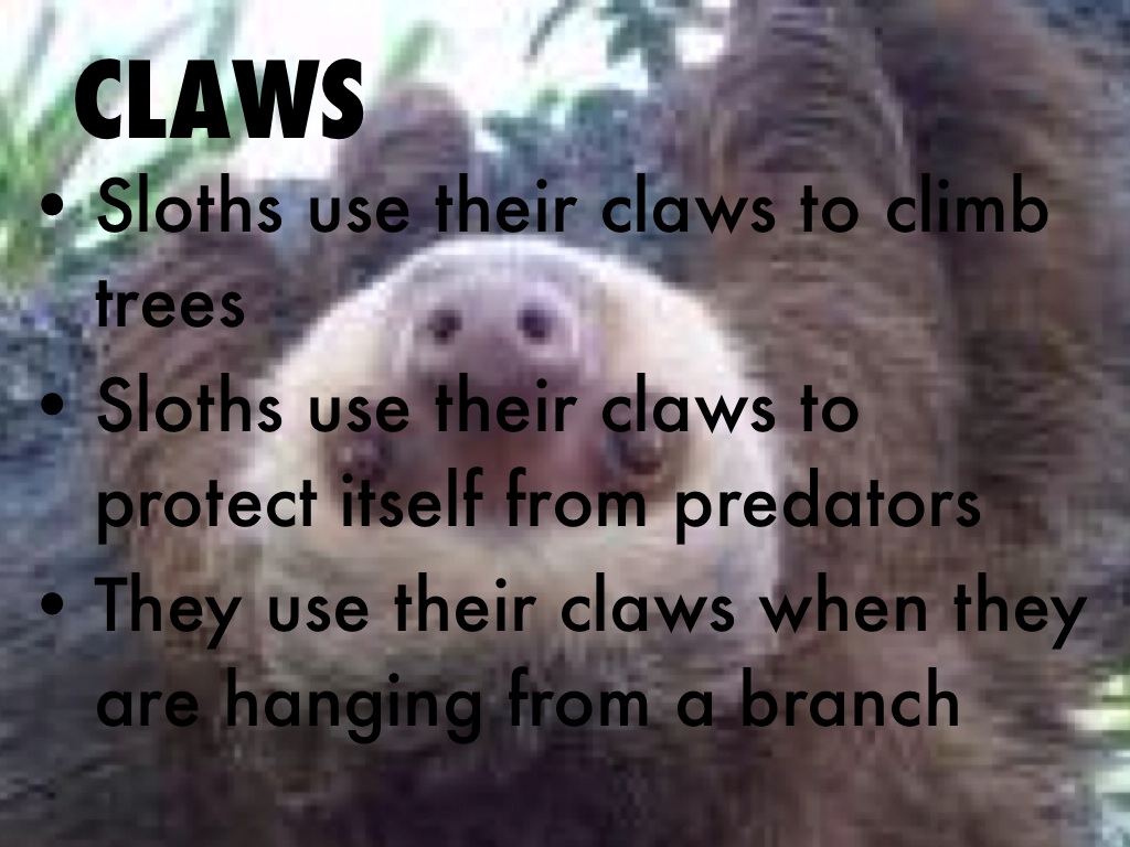 Sloths by Daniel Reyes