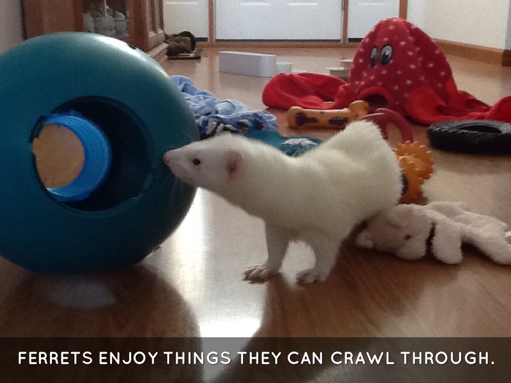 Play Time For Ferrets by Jessica Hartman