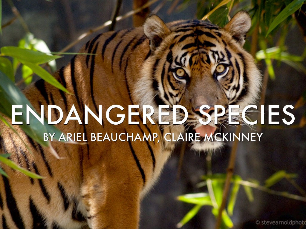 Endangered Animals