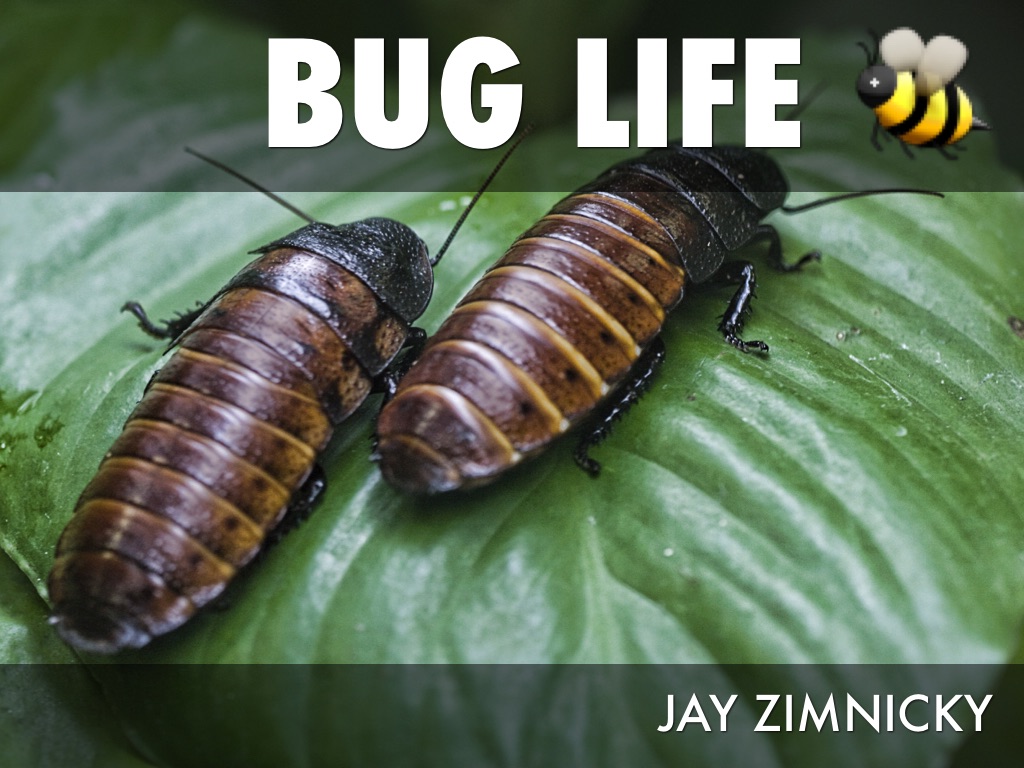 Copy of Insect Assessment 