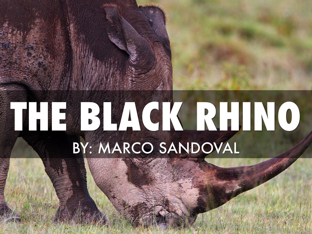 Black Rhino 