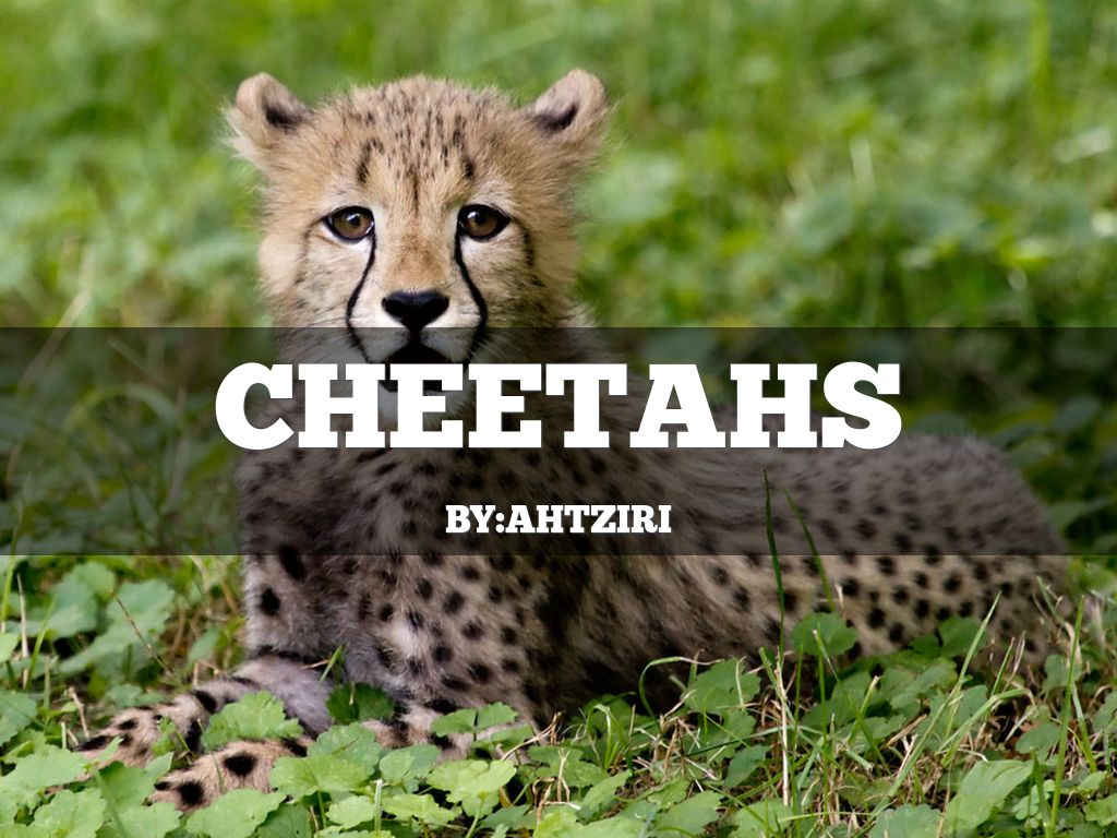 Cheetah