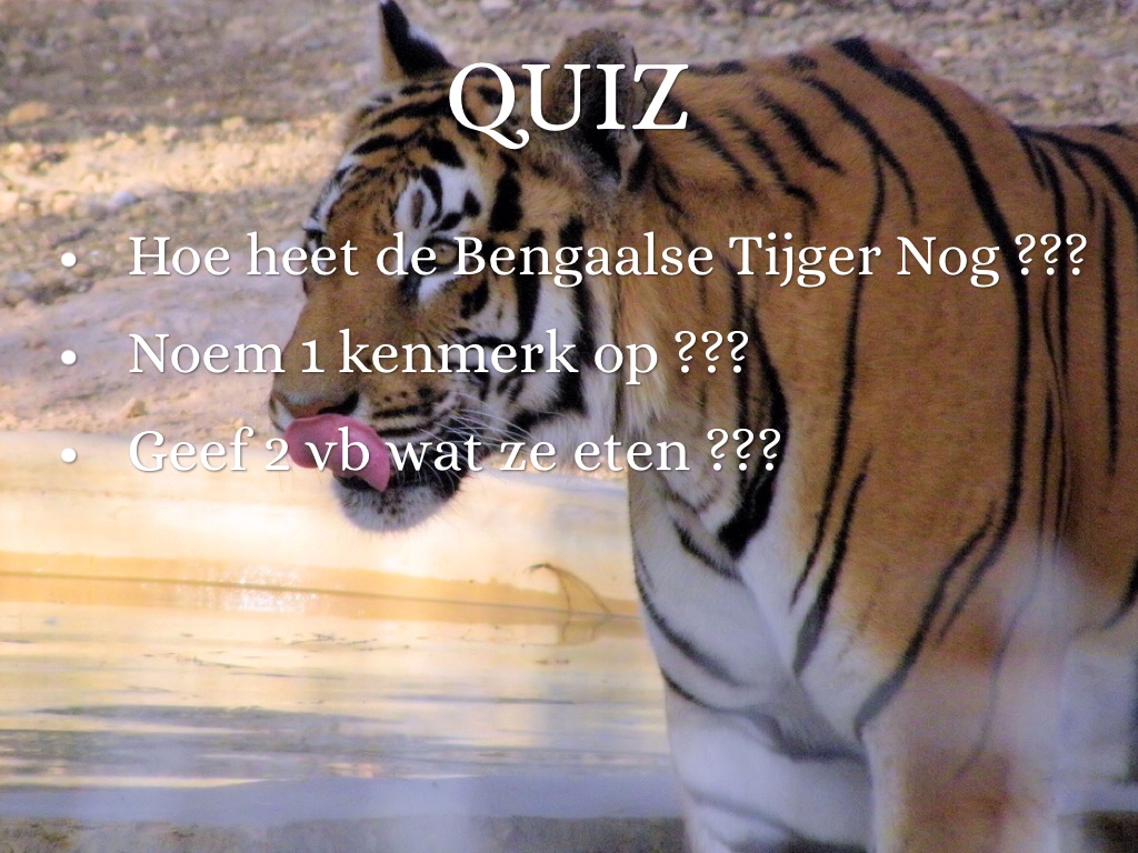 Afscheid van een geliefd icoon in ZooParc: Witte Tijger Asia, image size:1024x768