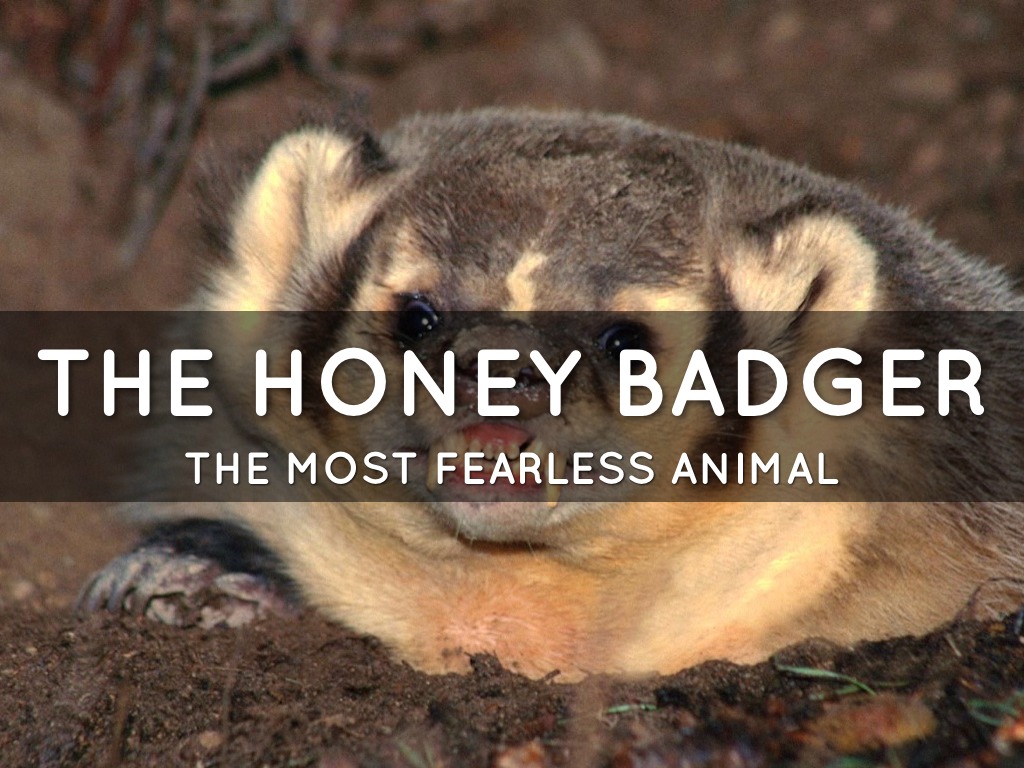 The Honey Badger