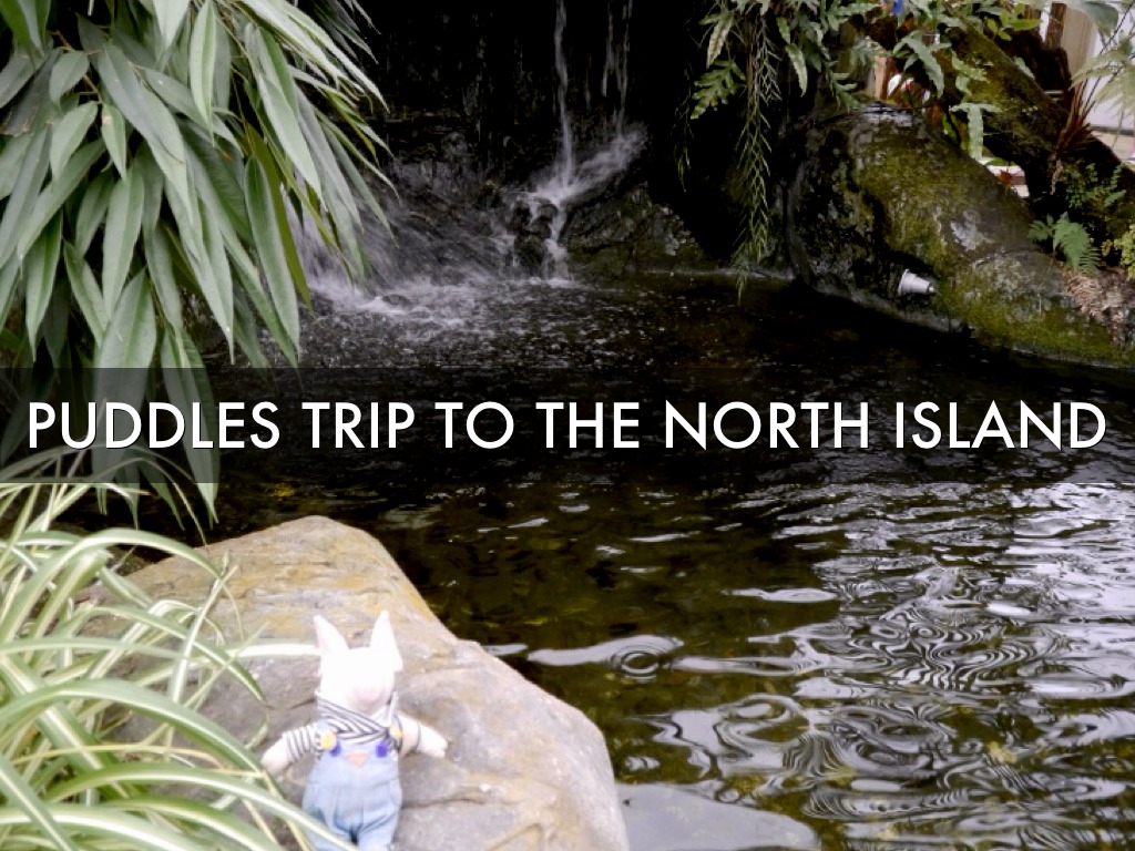 Puddle In The North Island