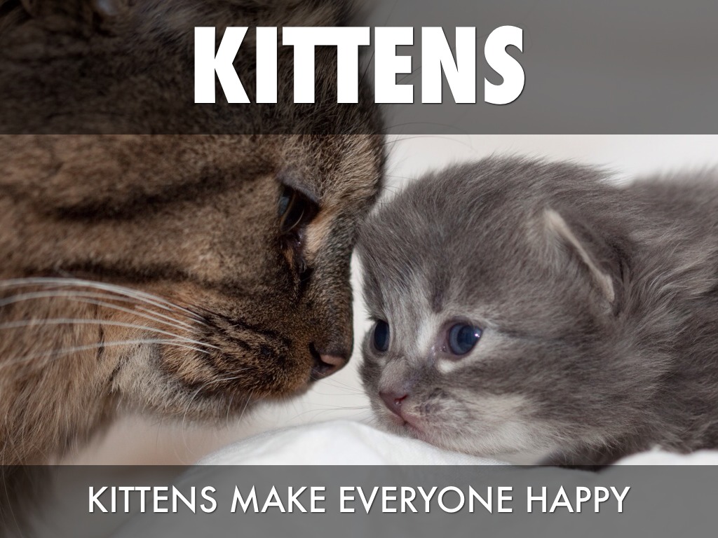 Kittens
