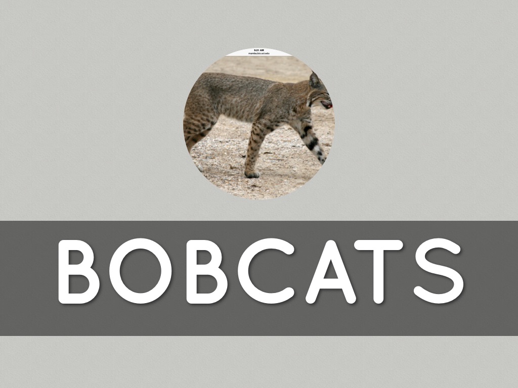 Bobcats
