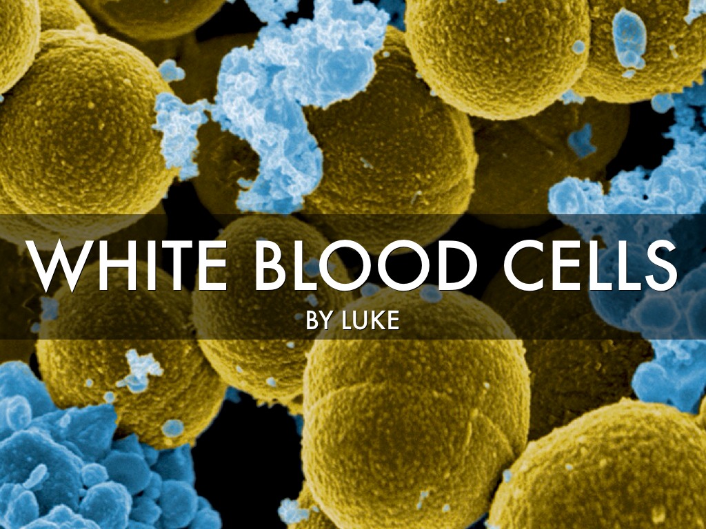 White blood Cell