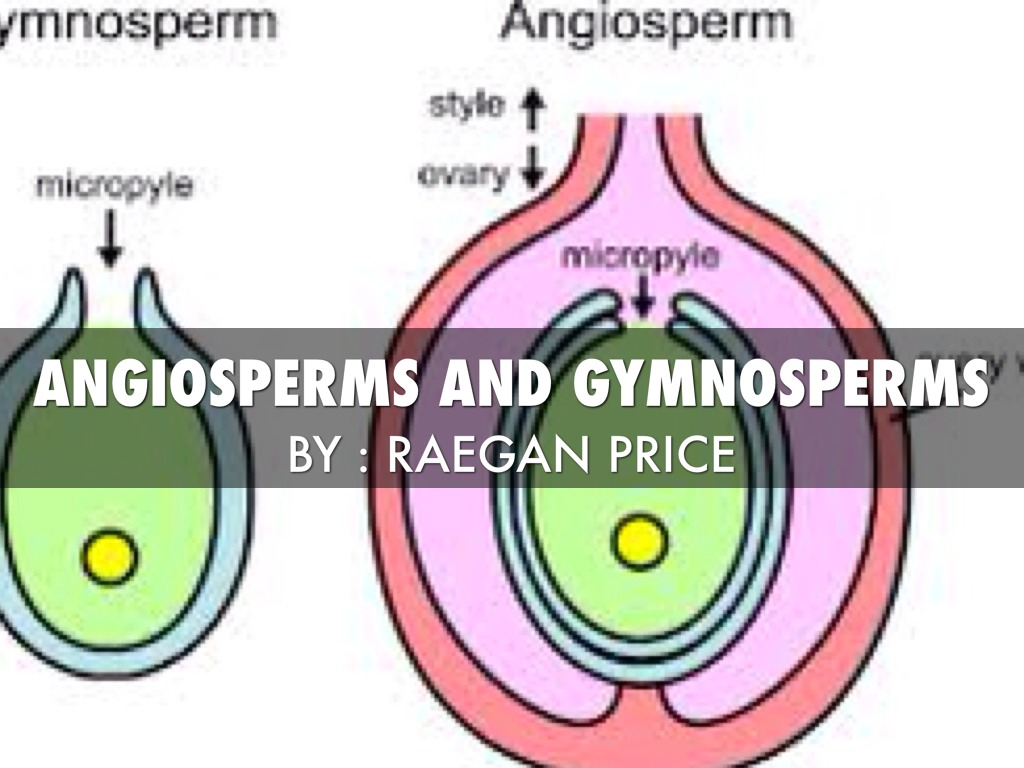 Biologyangio/gymnosperm by Raegan Price