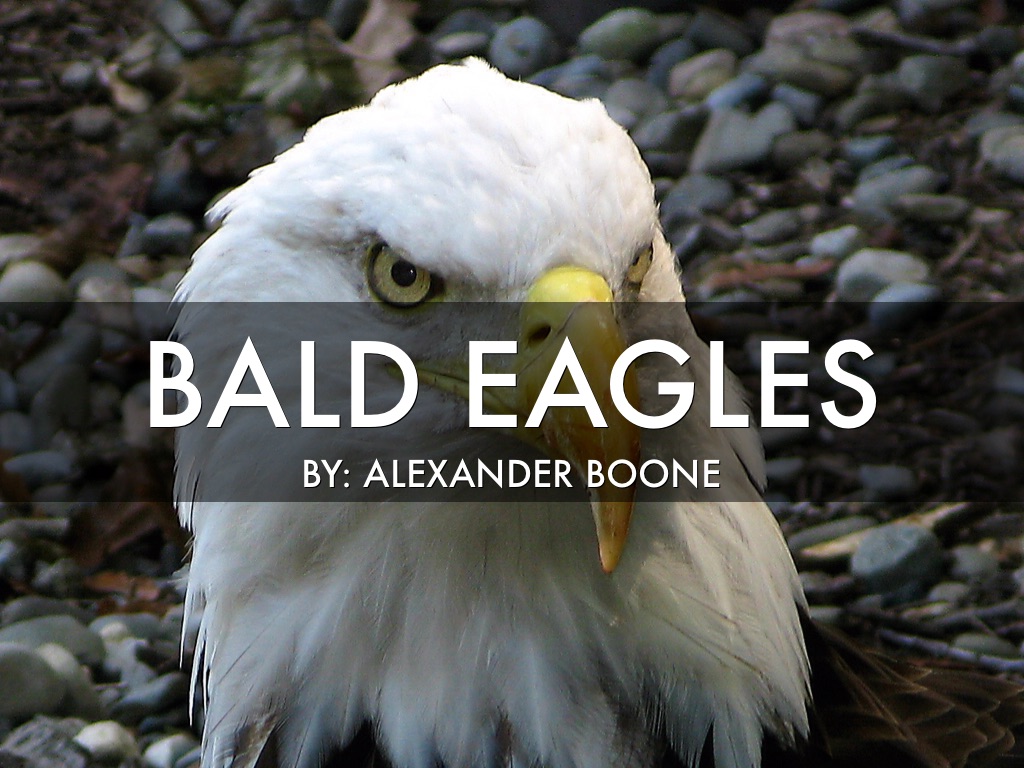 TitleBald eagles