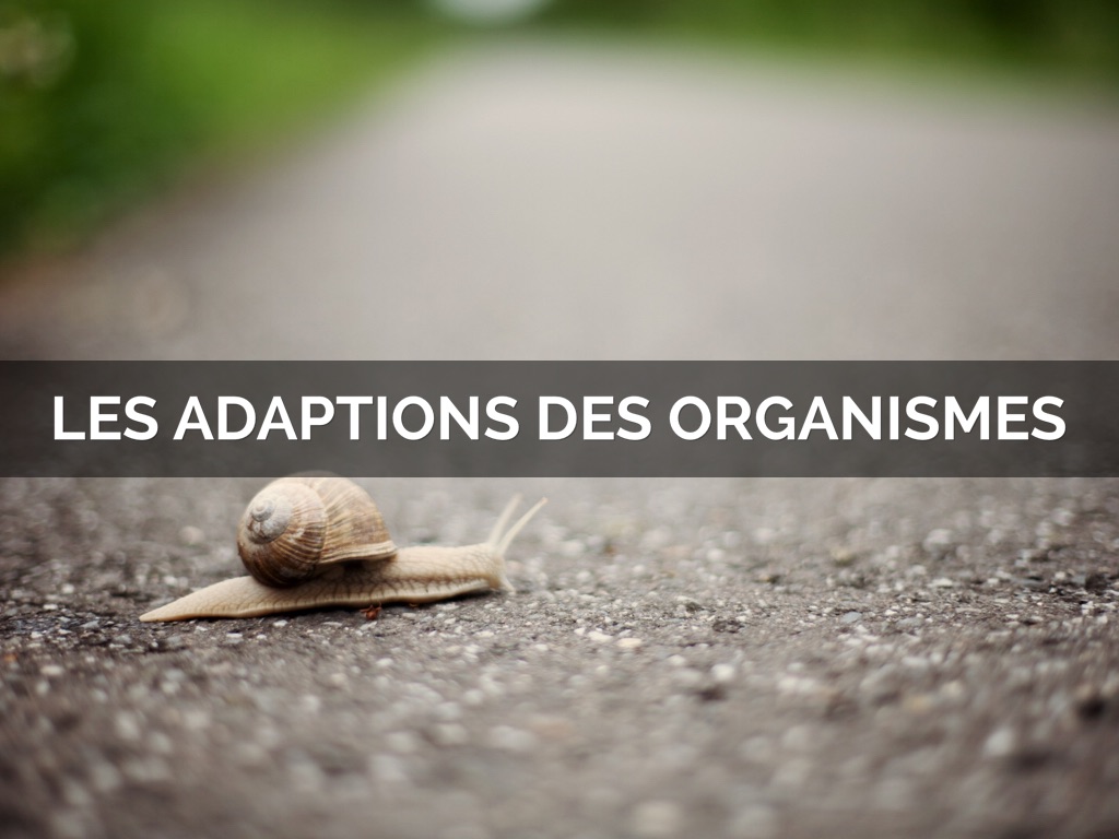 Les Adaptions Des Organismes 