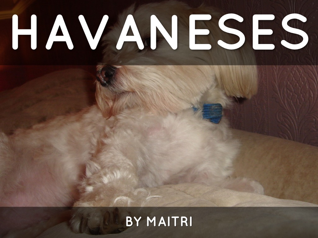 Havaneses