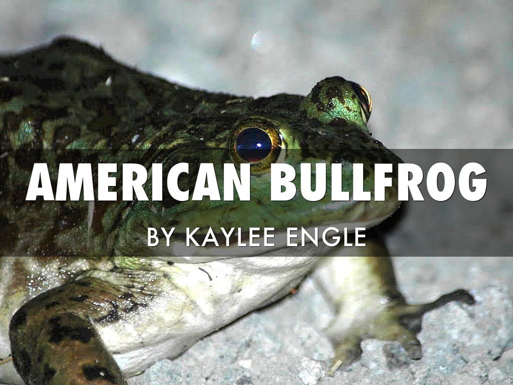 American Bullfrog