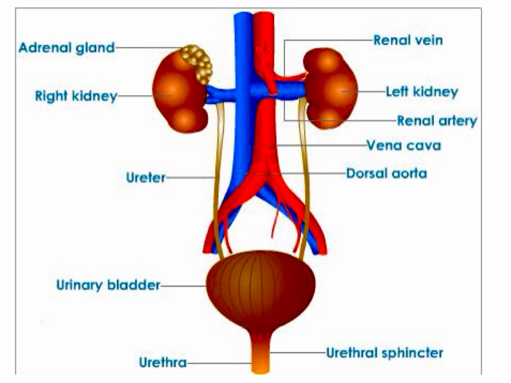 Nephrology & Urology by Heather McCreery