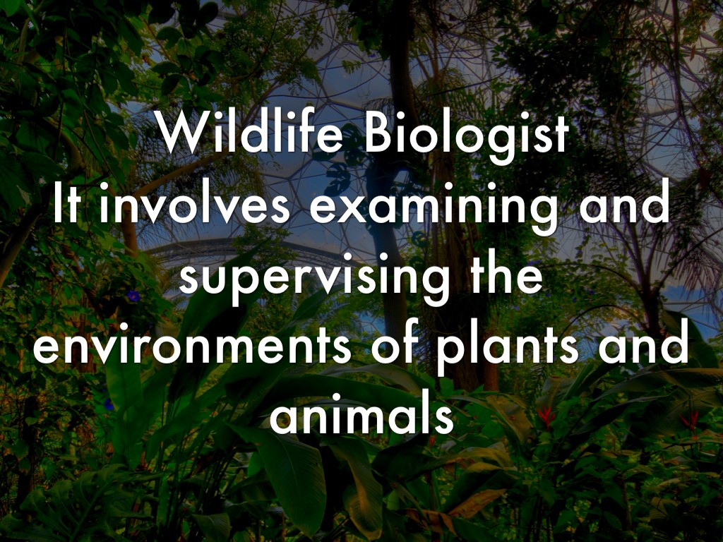 Wildlife Biologist 