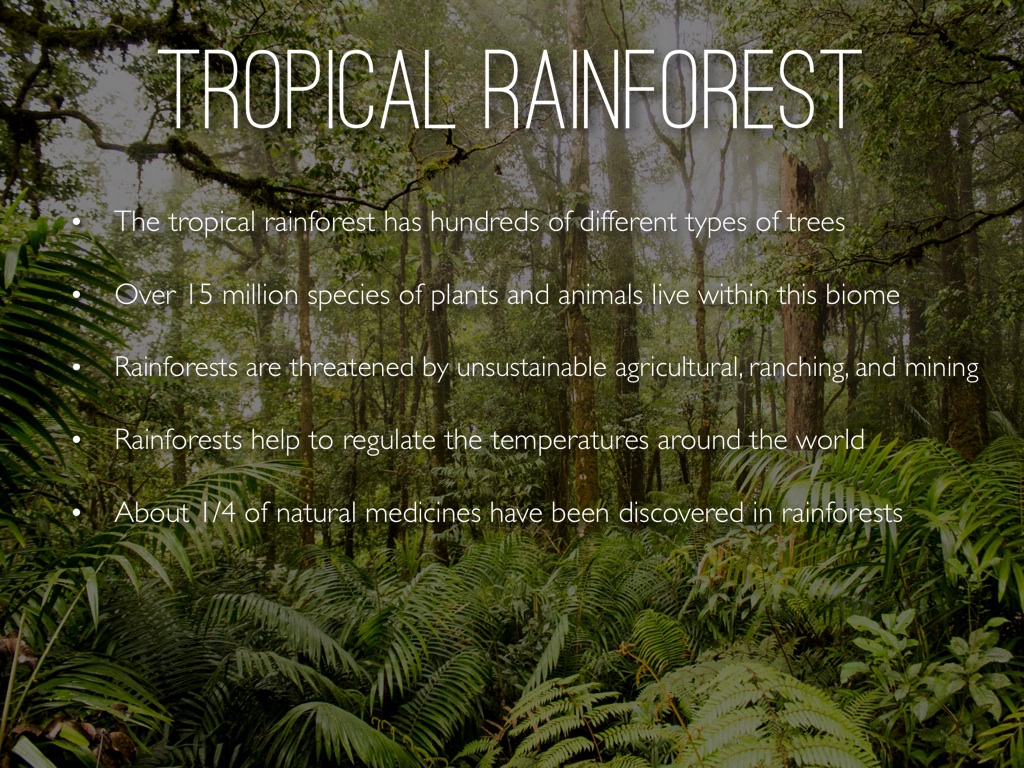 Tropical Rainforest by Sophie Catanzaro