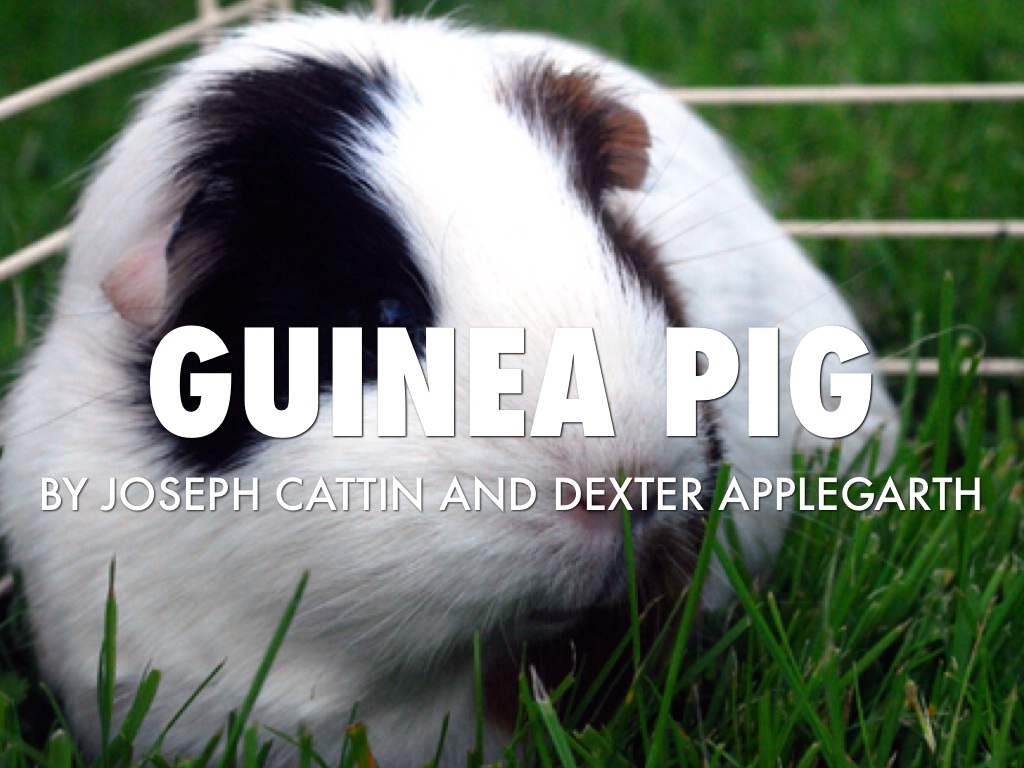 Guinea Pig