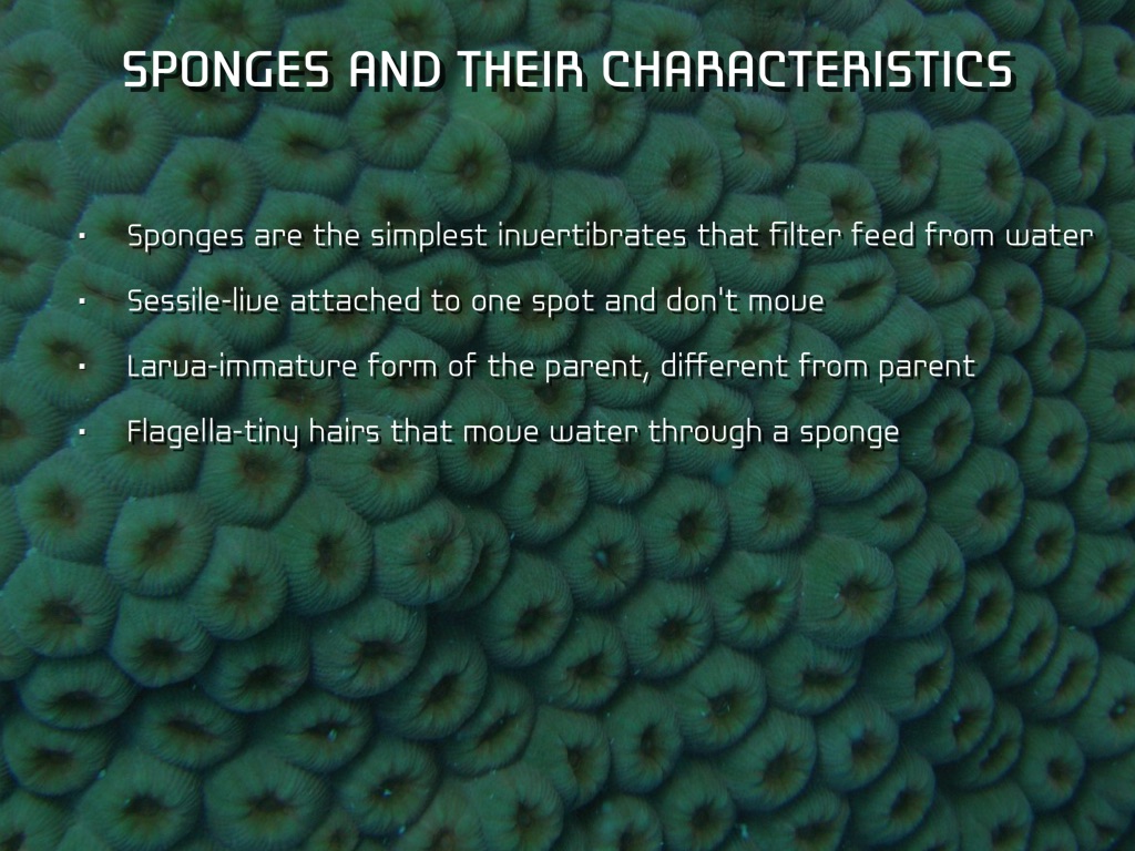 Invertebrates by Ethan Dover