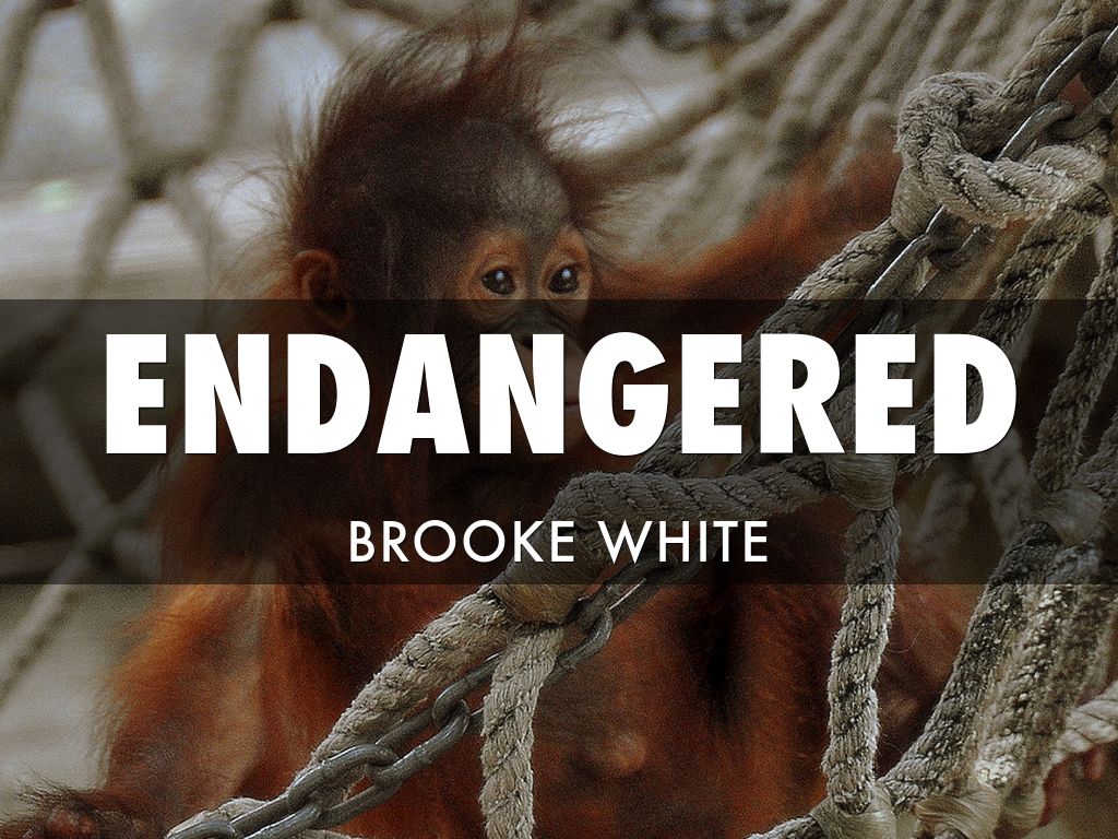 Brooke White/ Endangered