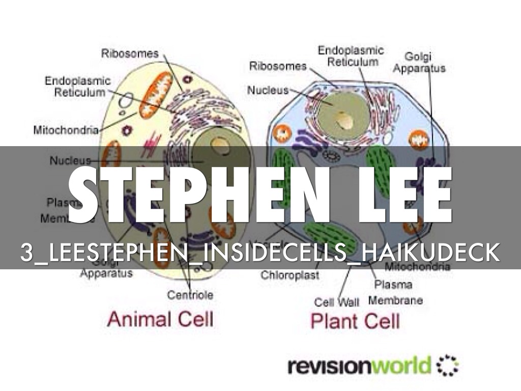 3_LeeStephen_InsideCells_HaikuDeck