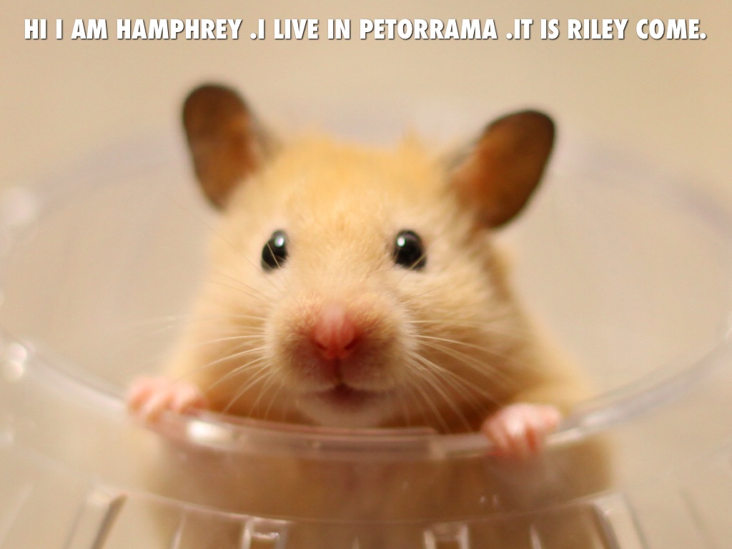 Copy of The World According To Humphrey By Bettye