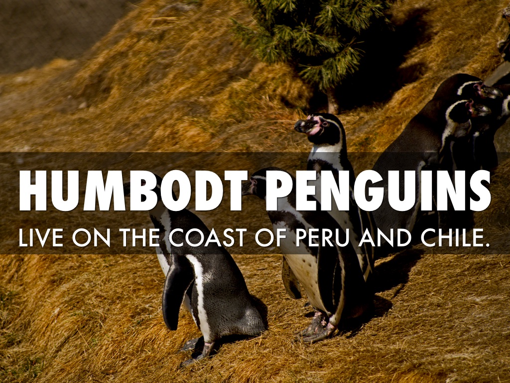 Humboldt Penguins Habitat by Valerie Larpenteur