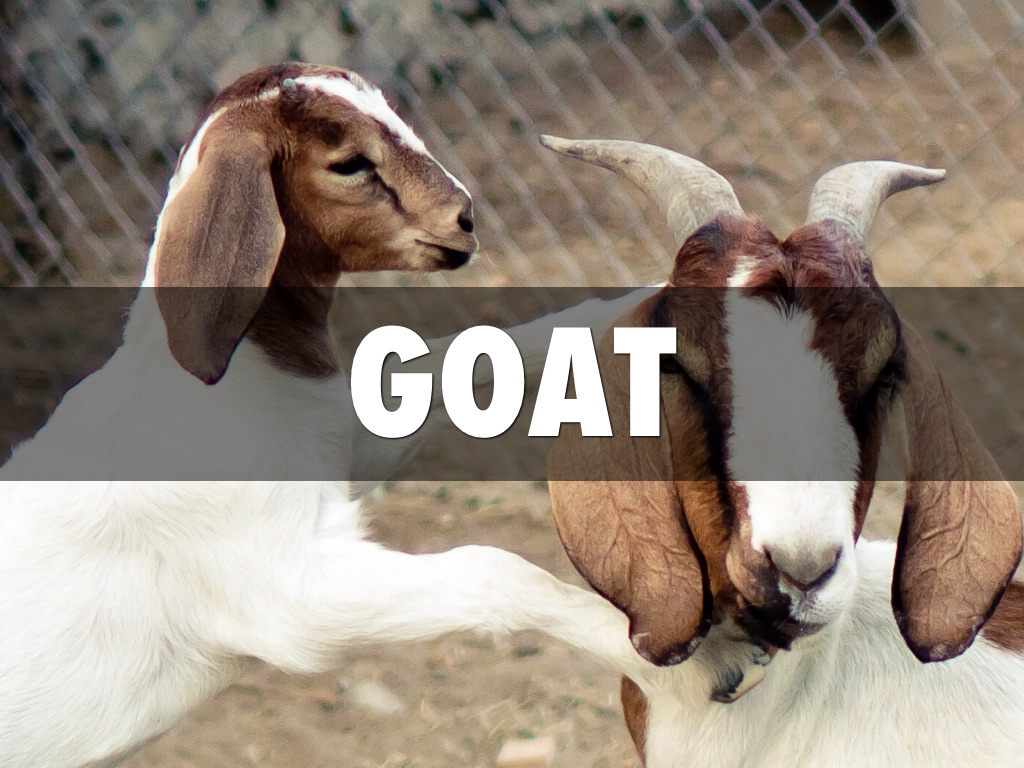 Clean And Unclean Animals by Jacky Xu