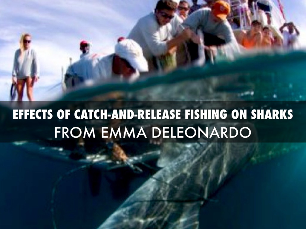 Effects of catchandrelease fishing on sharks by