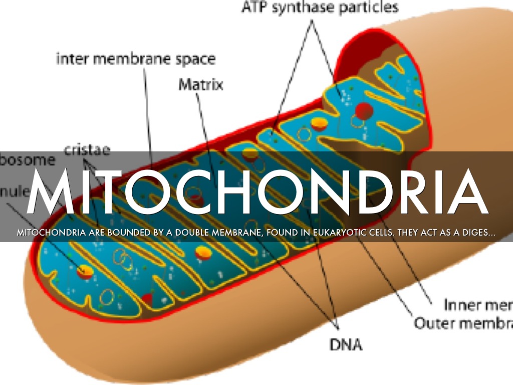 Митохондрии в клетке. Митохондрии структура и функции. Клеточные органеллы митохондрии. Внутренняя мембрана митохондрий схема. Митохондрия какой уровень.