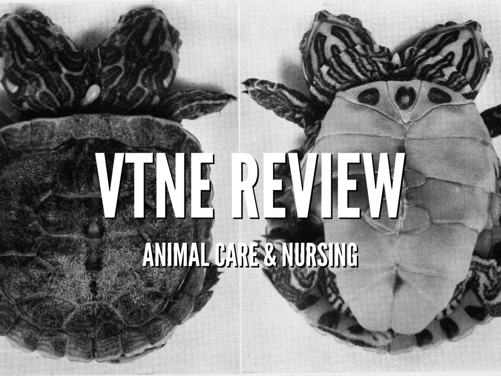 VTNE REVIEW