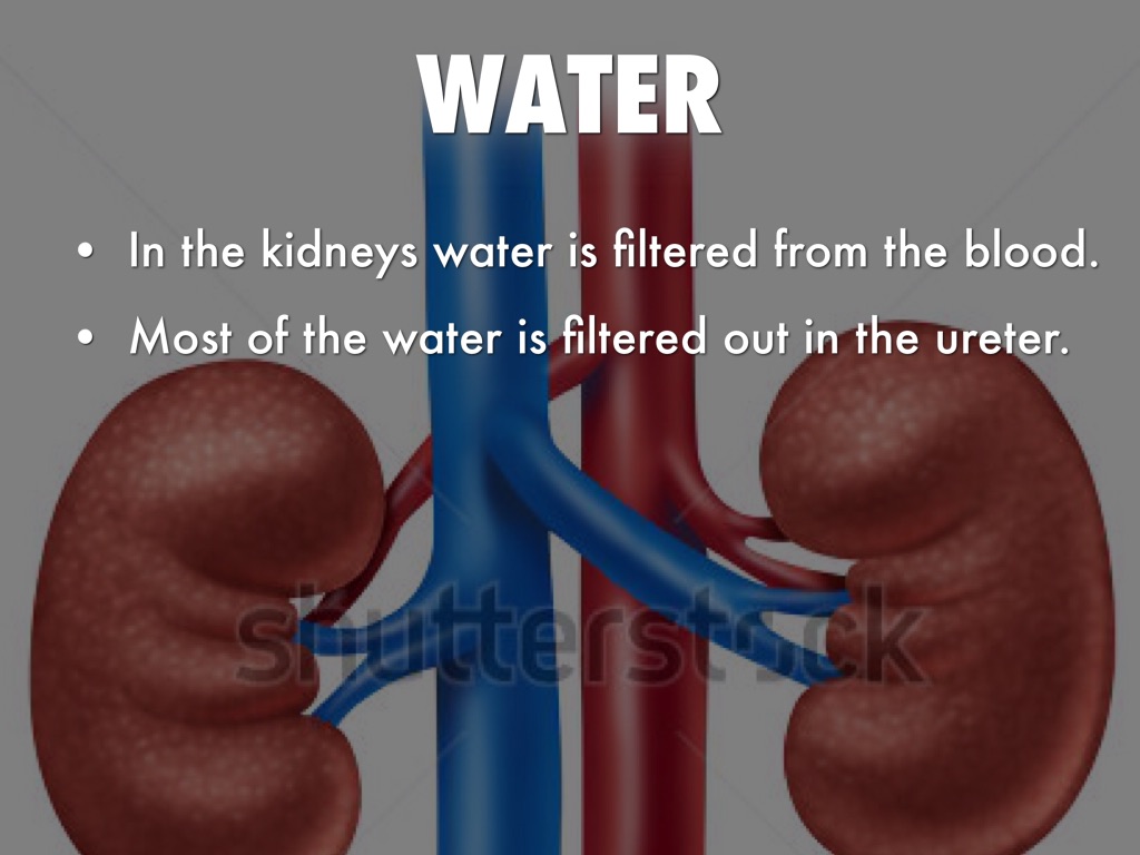 Travel Through The Urinary System by Caleb Forrest