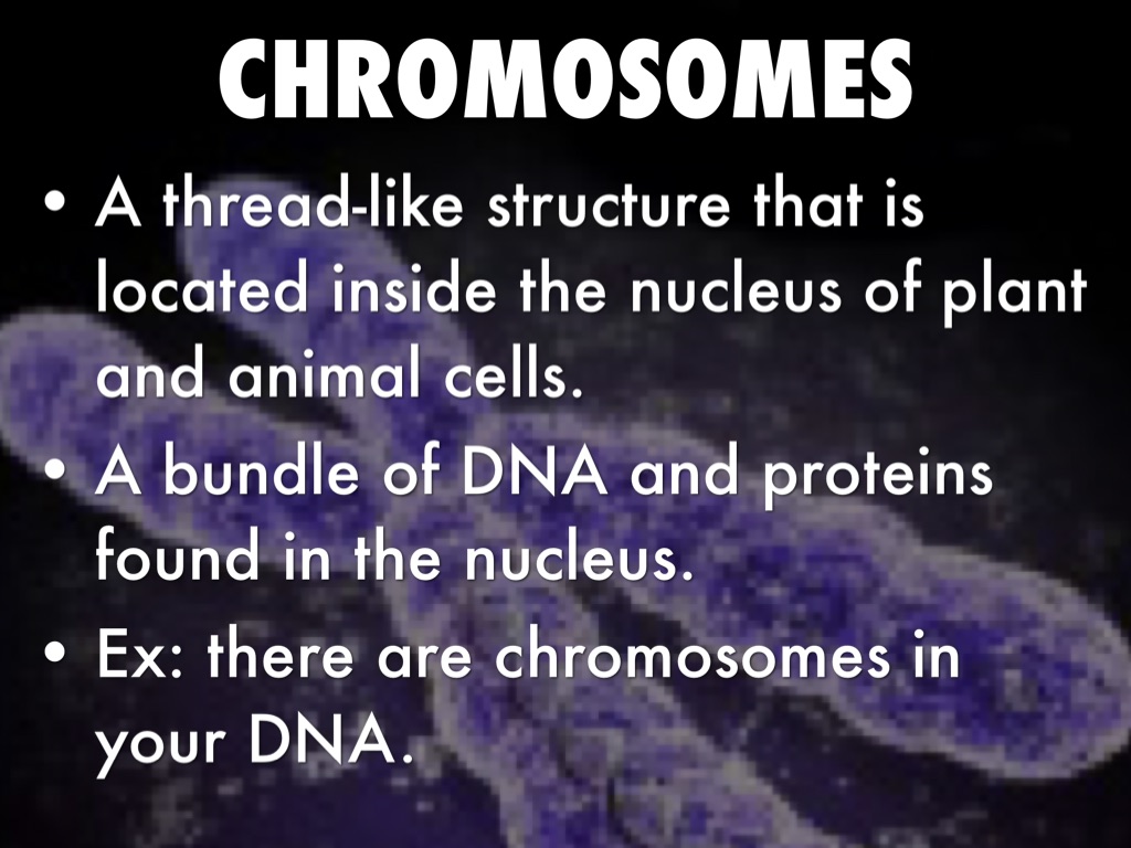 Vocabulary by Anthony Rodriguez