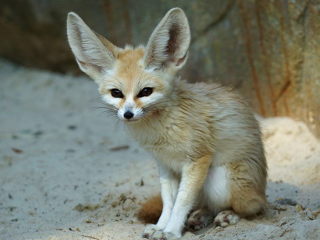 animal-rehabilitator-by-jake-r