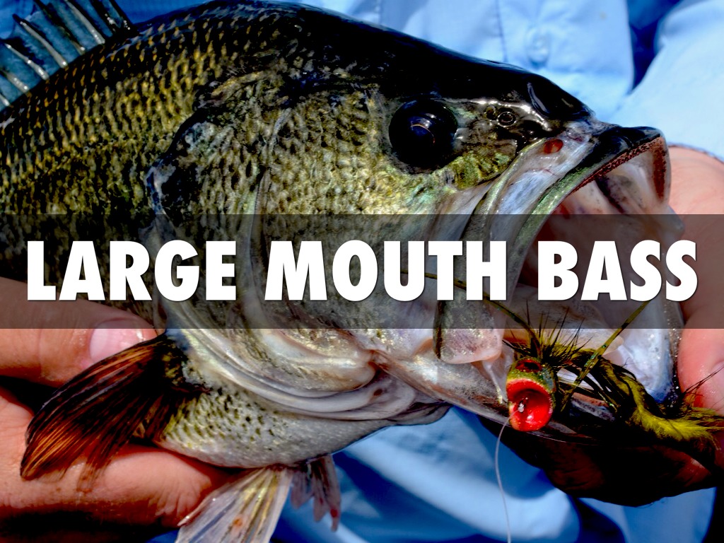 Large Mouth Bass
