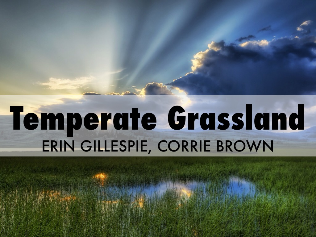 Temperate Grassland