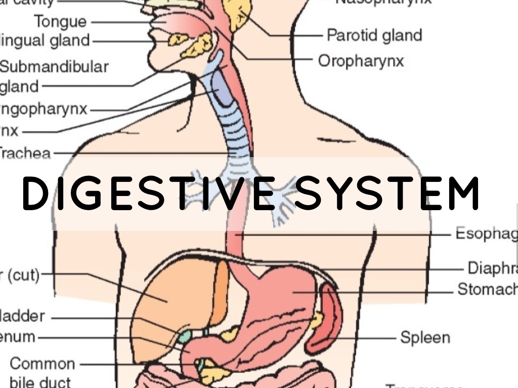 Digestive System by jmantilla