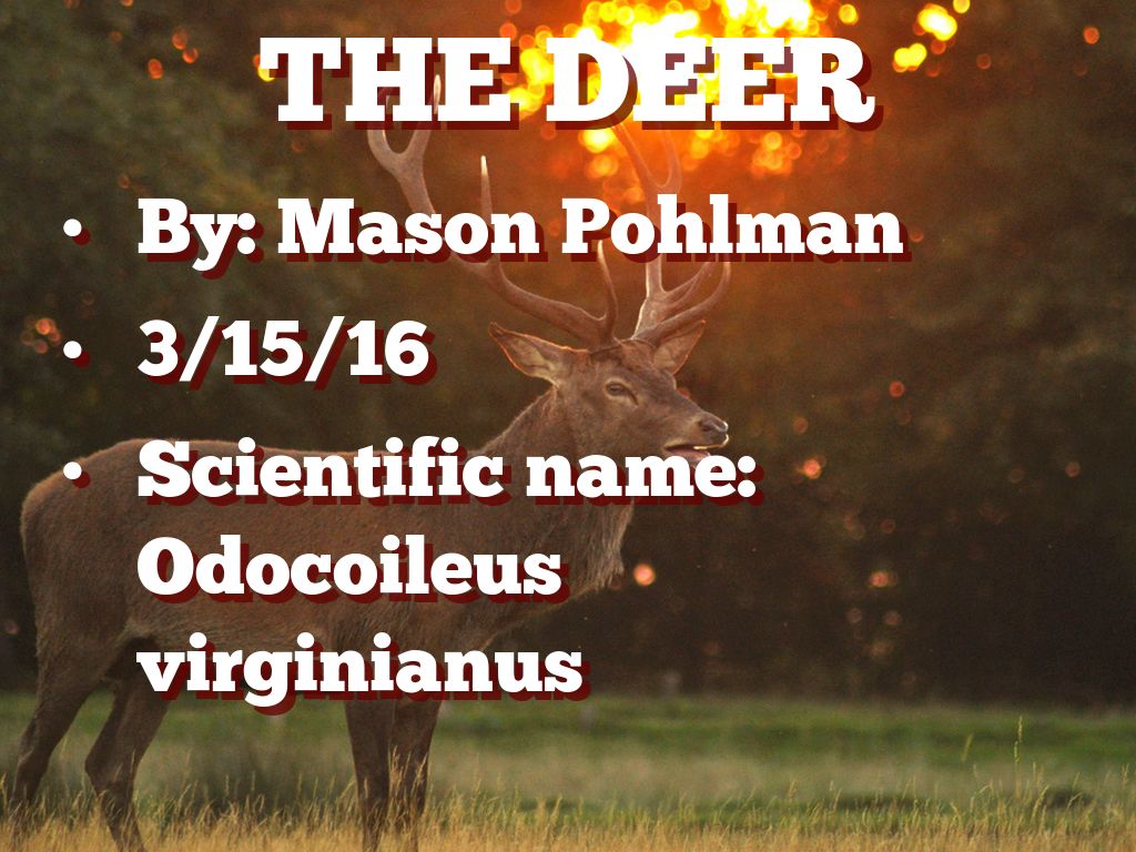 Deer