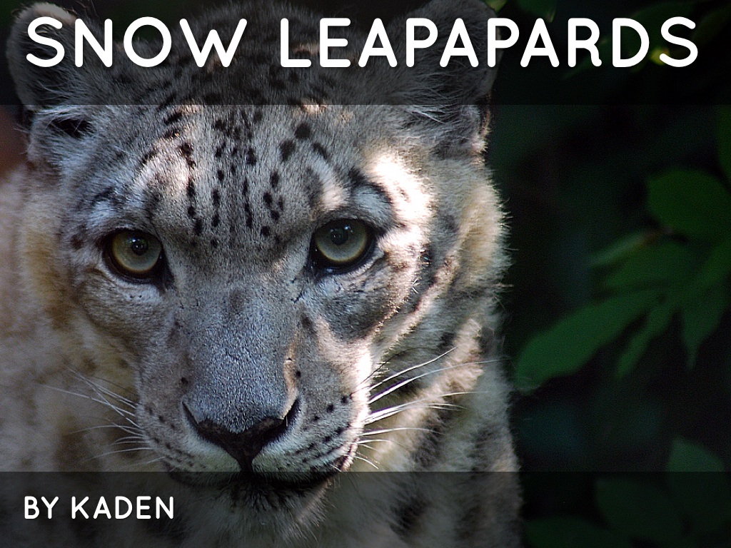 Snow Leopards 