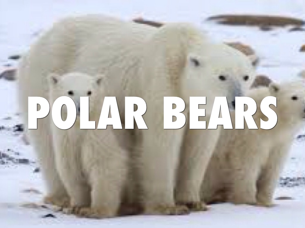 Polar Bear